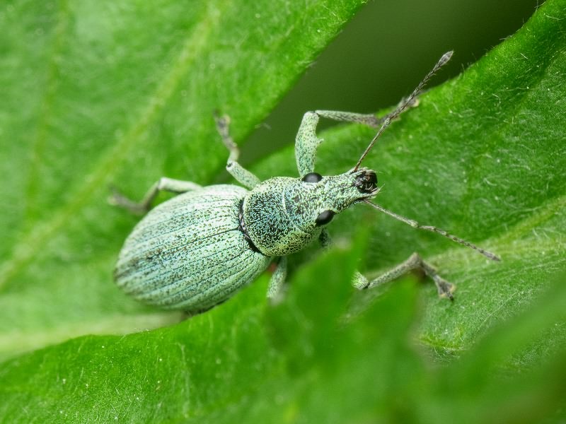 Eusomus ovulum Germar, 1824